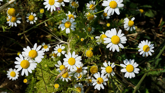 Chamomile