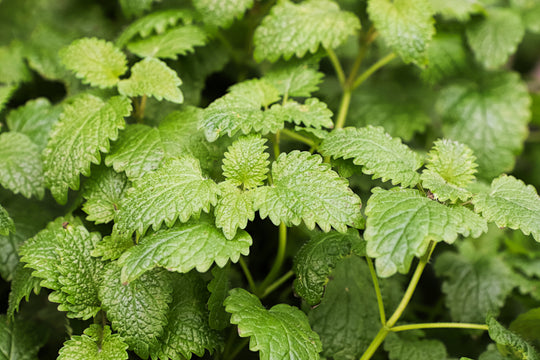 Lemon Balm