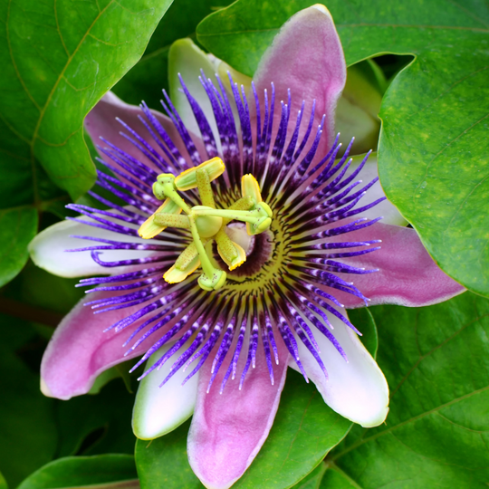 Passion Flower