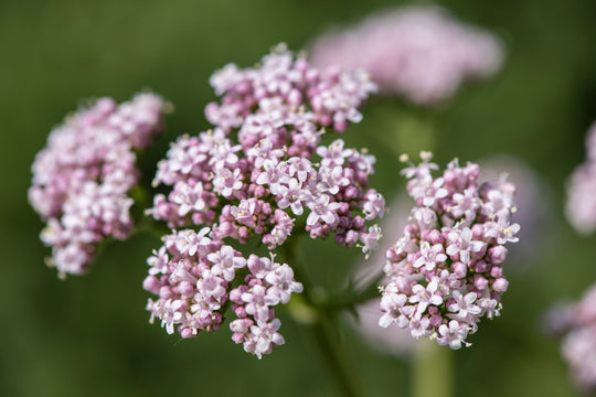 Valerian